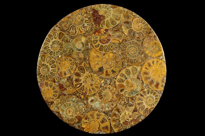 Composite Plate Of Agatized Ammonite Fossils #130584